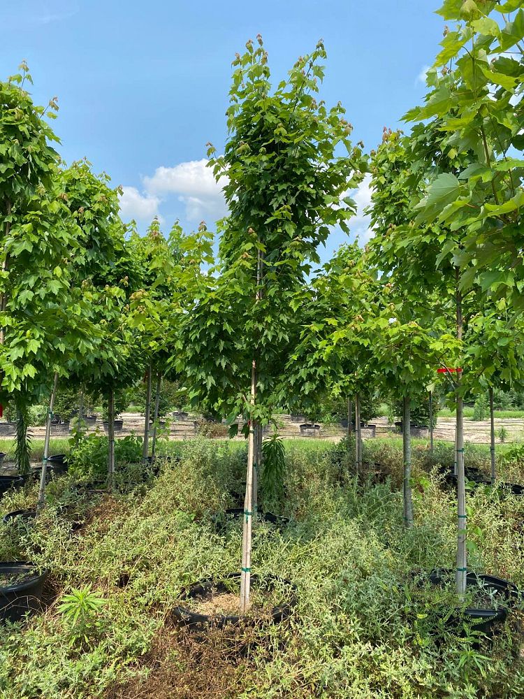 acer-rubrum-october-glory-red-maple-pni-0268