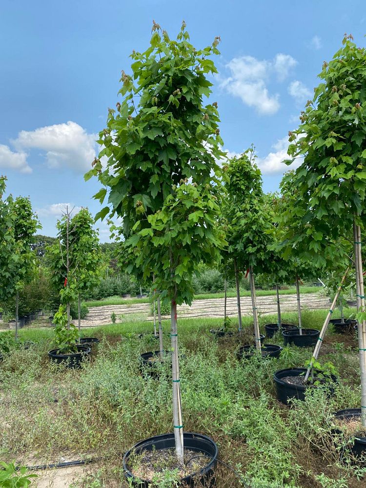 acer-rubrum-october-glory-red-maple-pni-0268