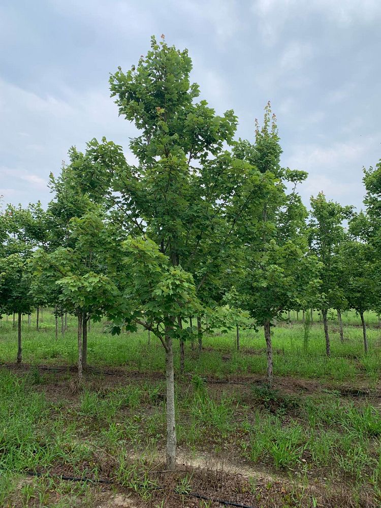 acer-rubrum-october-glory-red-maple-pni-0268