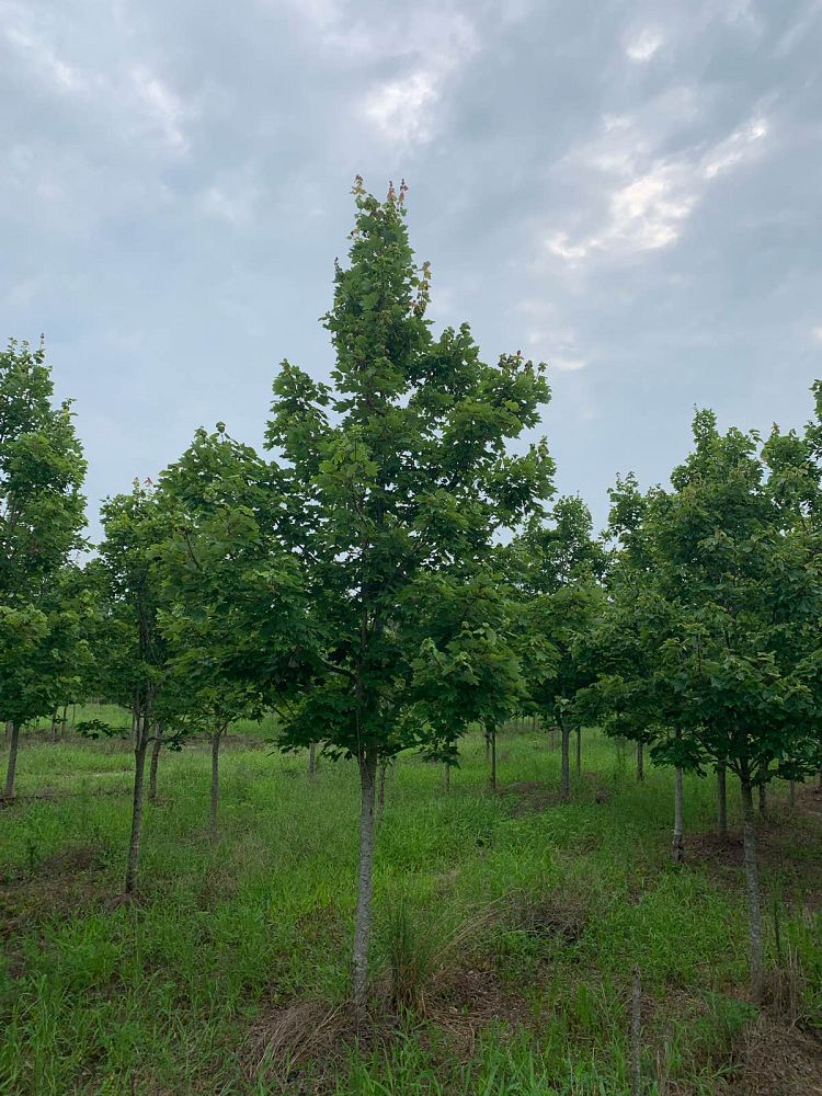 acer-rubrum-october-glory-red-maple-pni-0268