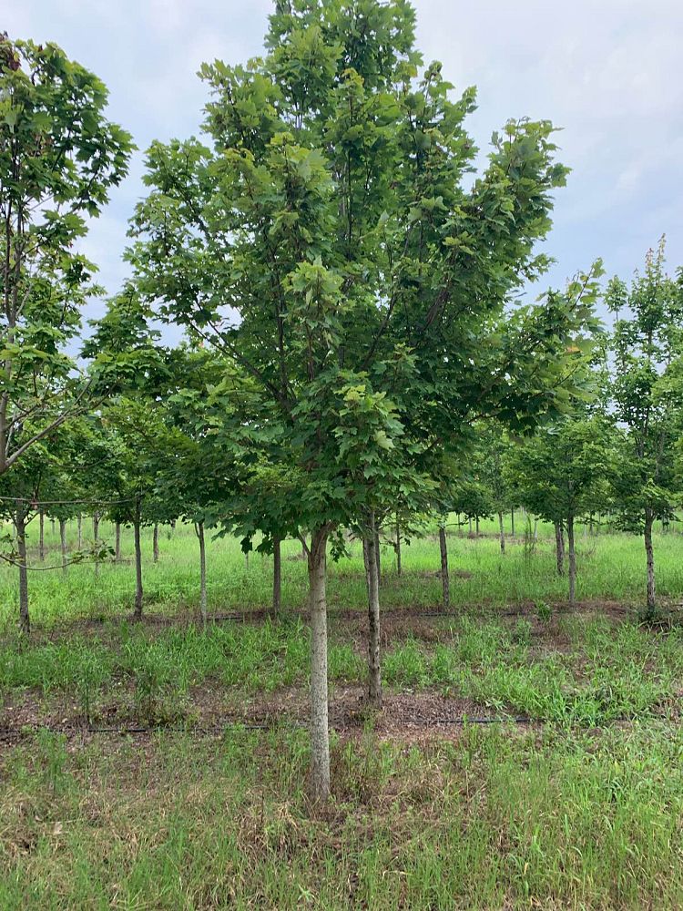 acer-rubrum-october-glory-red-maple-pni-0268