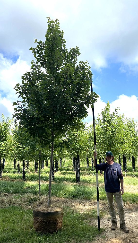 acer-rubrum-october-glory-red-maple-pni-0268