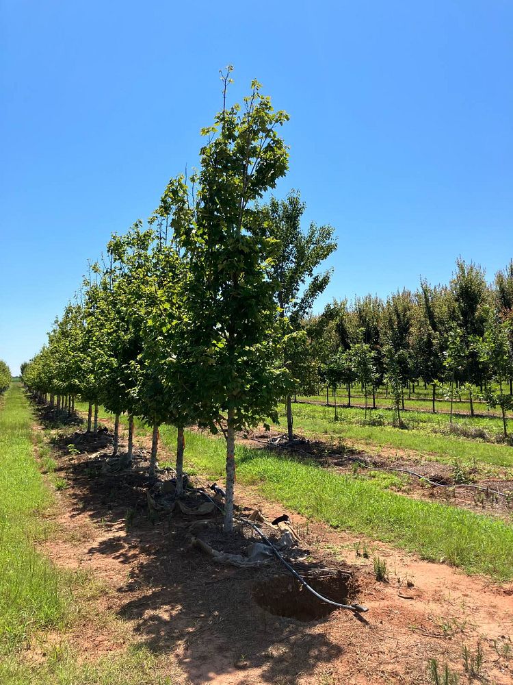 acer-rubrum-october-glory-red-maple-pni-0268