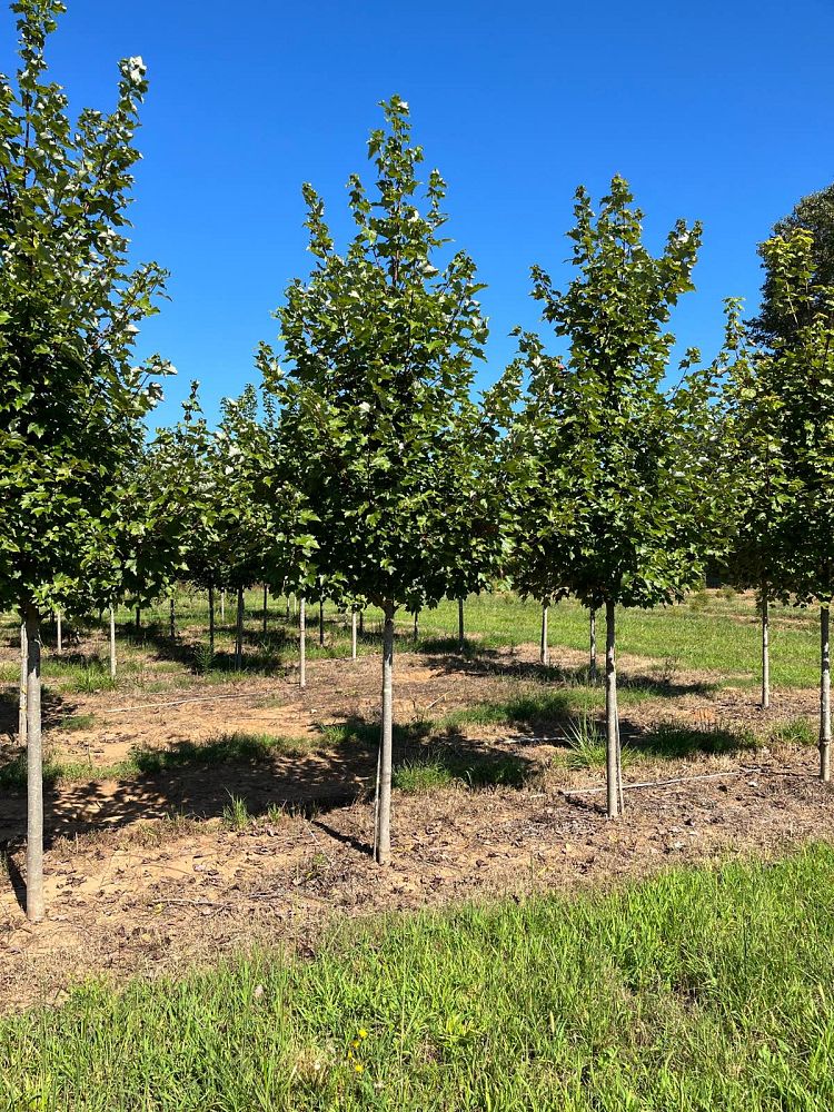 acer-rubrum-october-glory-red-maple-pni-0268