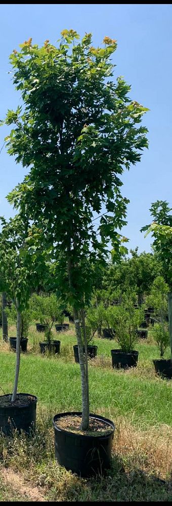 acer-rubrum-october-glory-red-maple-pni-0268