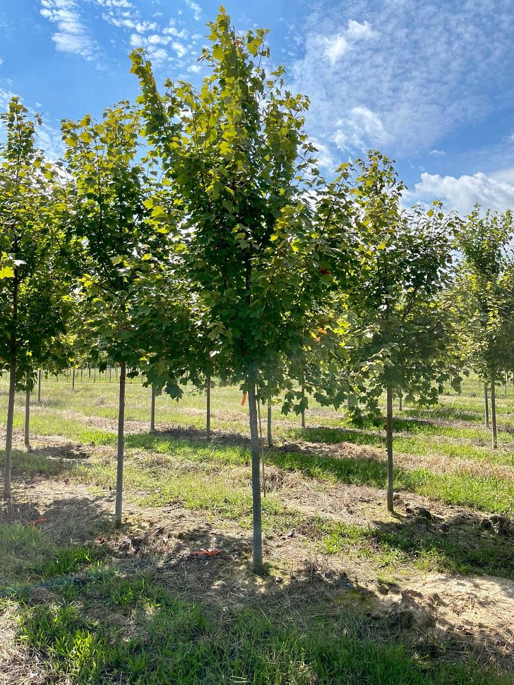acer-rubrum-october-glory-red-maple-pni-0268