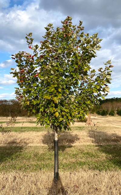 acer-rubrum-october-glory-red-maple-pni-0268