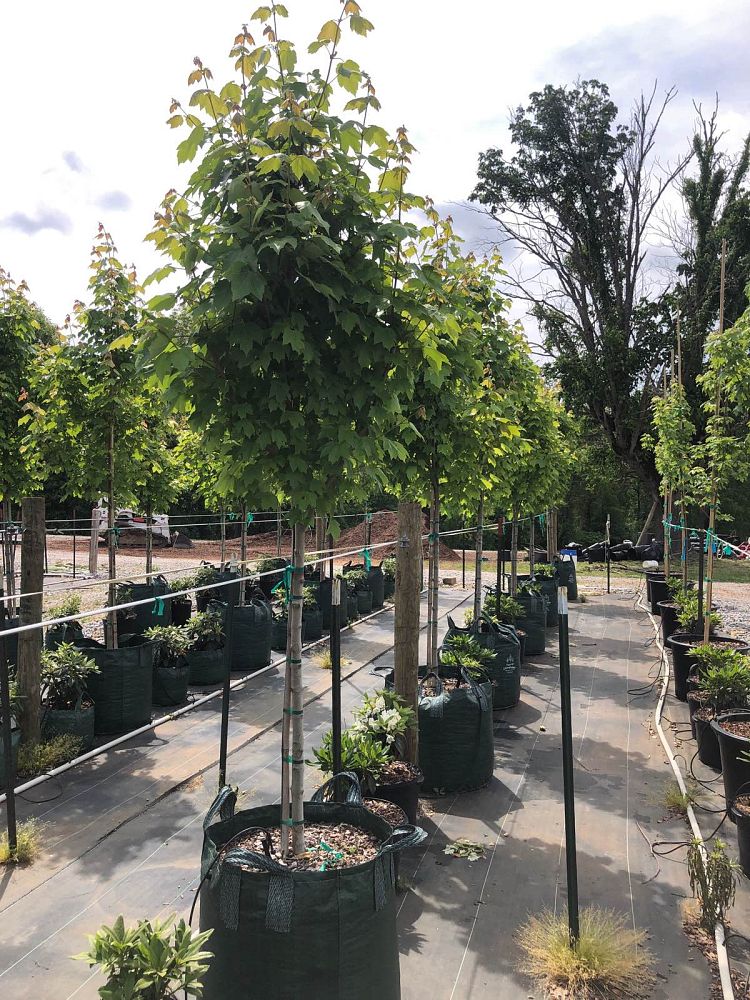 acer-rubrum-october-glory-red-maple-pni-0268