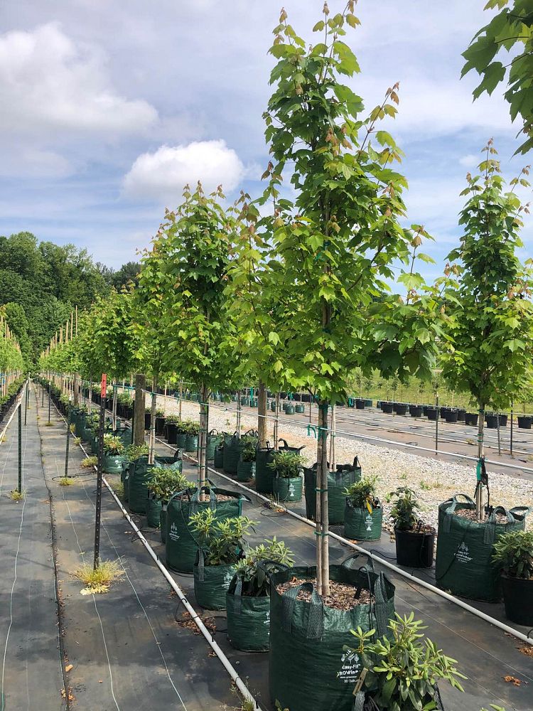 acer-rubrum-october-glory-red-maple-pni-0268