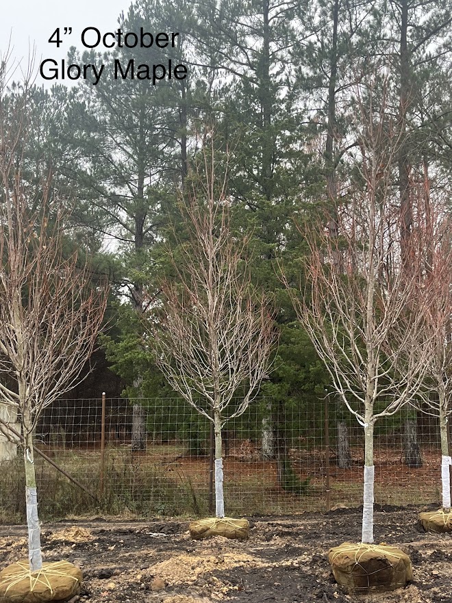 acer-rubrum-october-glory-red-maple-pni-0268