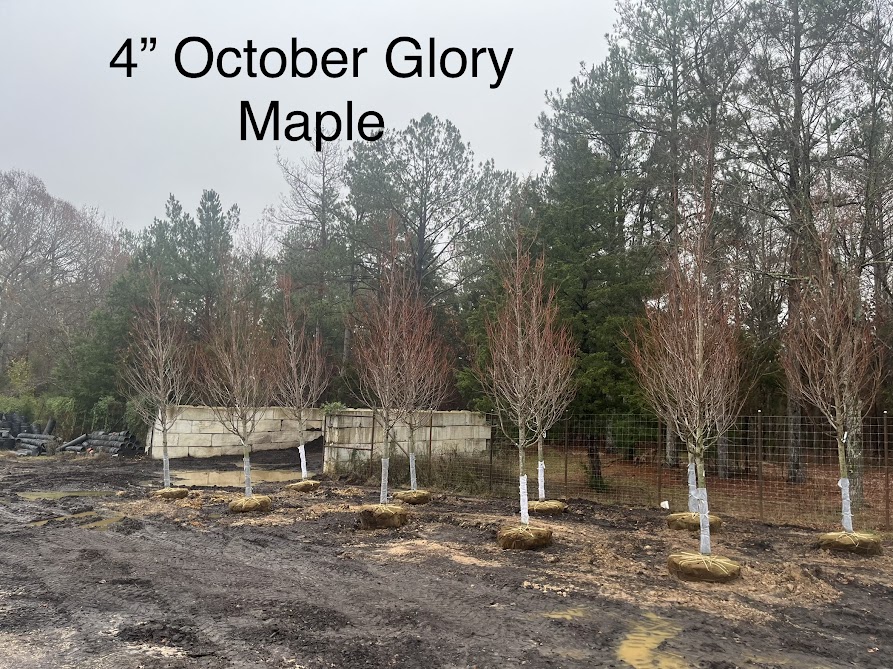 acer-rubrum-october-glory-red-maple-pni-0268