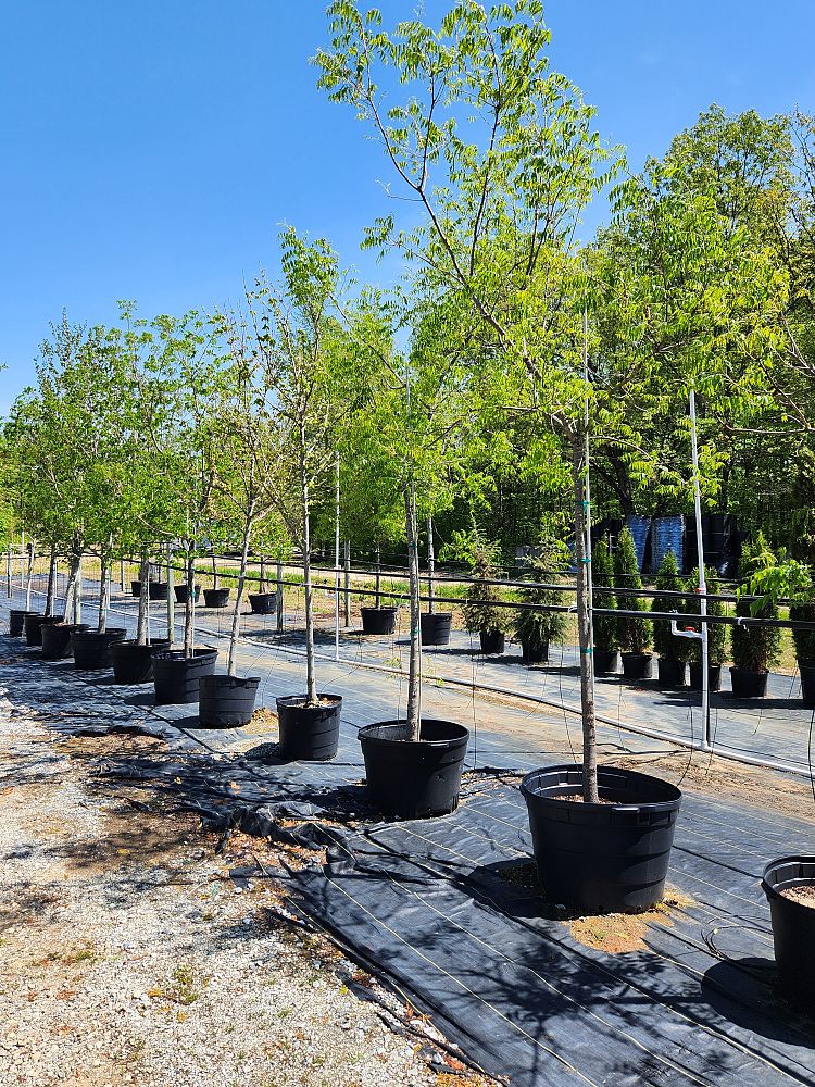 acer-rubrum-october-glory-red-maple-pni-0268