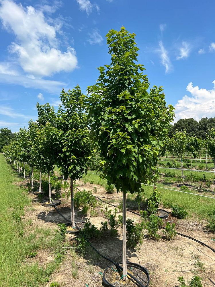 acer-rubrum-october-glory-red-maple-pni-0268