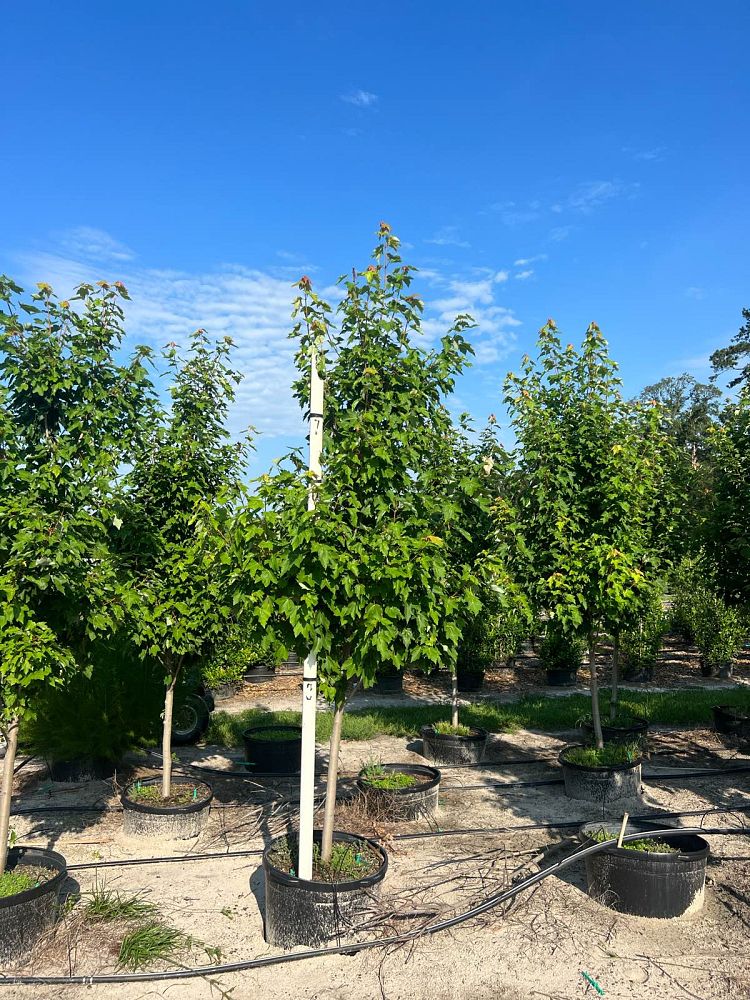 acer-rubrum-october-glory-red-maple-pni-0268