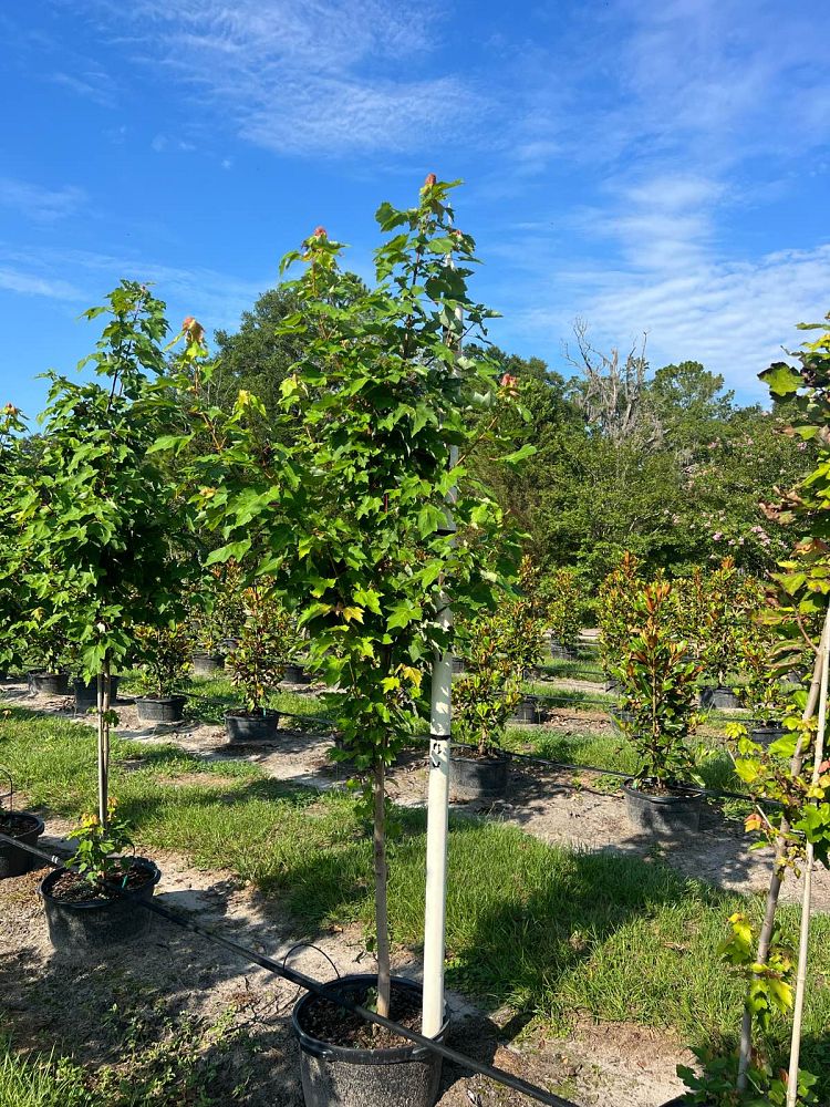 acer-rubrum-october-glory-red-maple-pni-0268