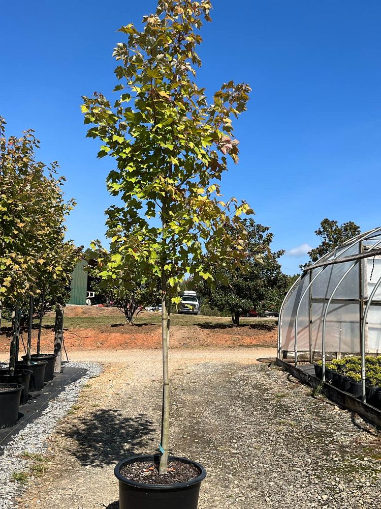acer-rubrum-october-glory-red-maple-pni-0268
