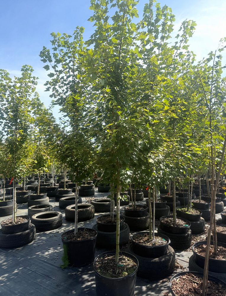 acer-rubrum-october-glory-red-maple-pni-0268
