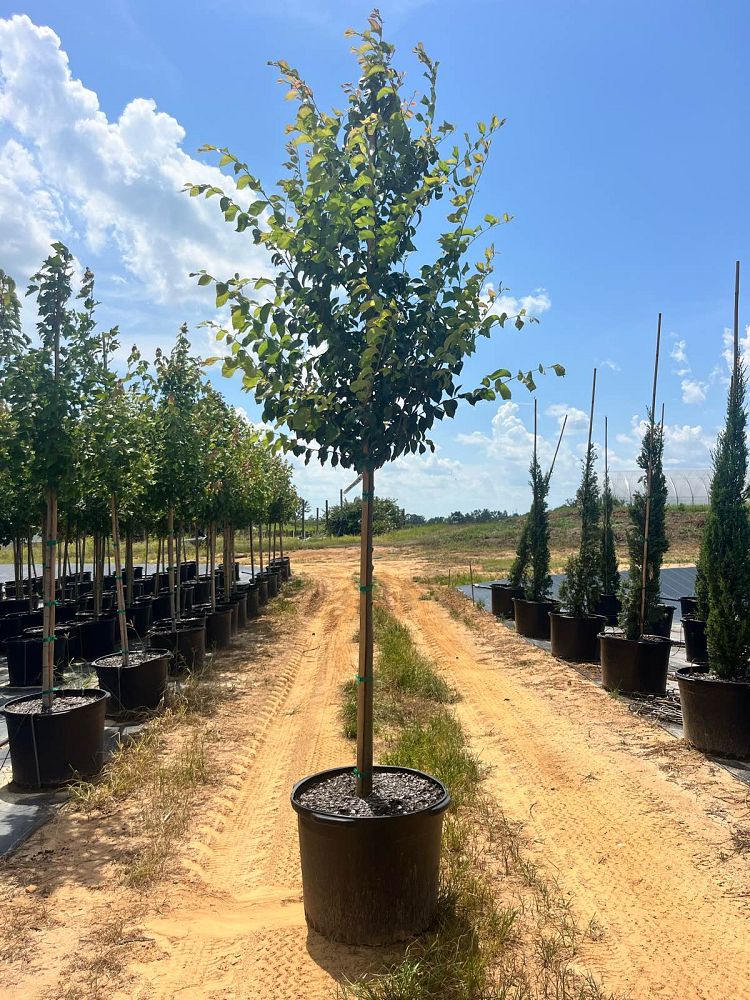 acer-rubrum-october-glory-red-maple-pni-0268