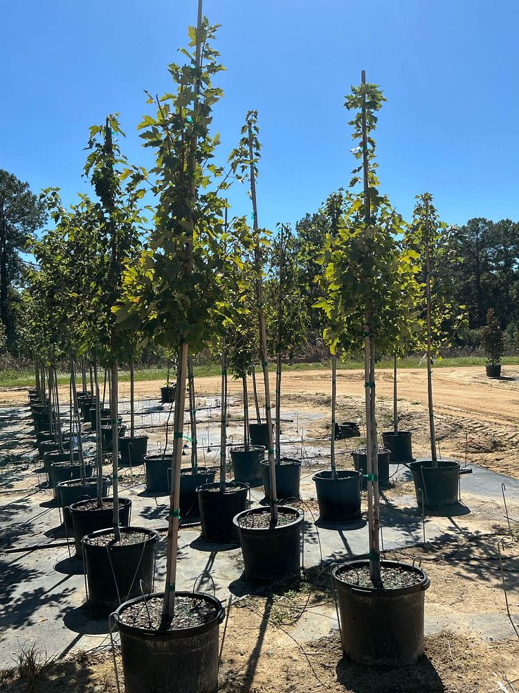 acer-rubrum-october-glory-red-maple-pni-0268