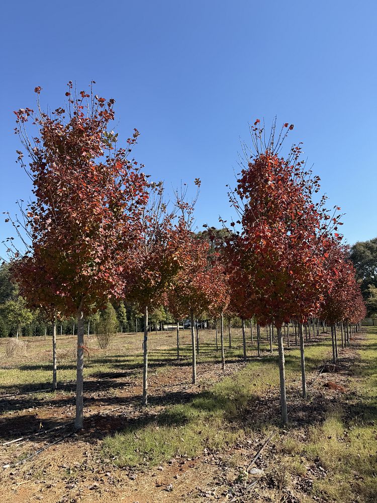 acer-rubrum-october-glory-red-maple-pni-0268