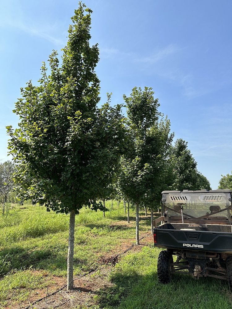acer-rubrum-october-glory-red-maple-pni-0268