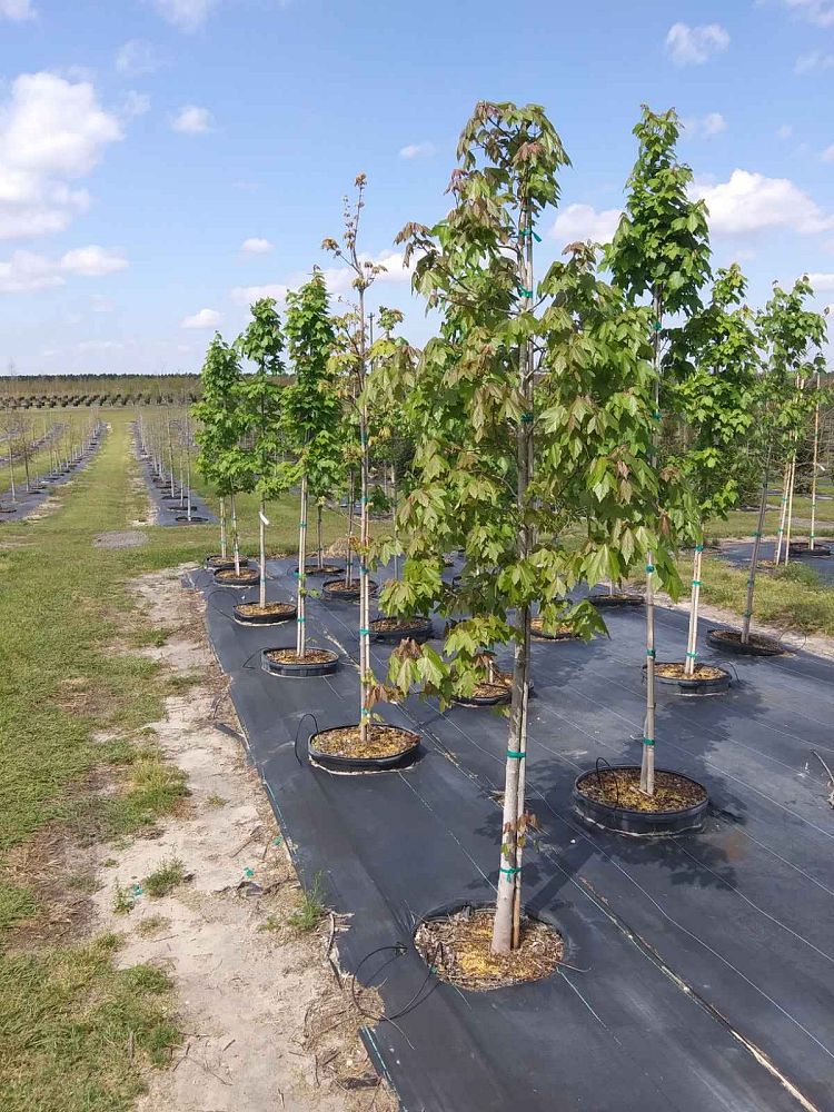 Shade Tree Nursery, LLC