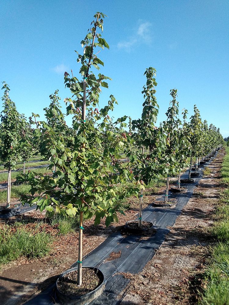 Shade Tree Nursery