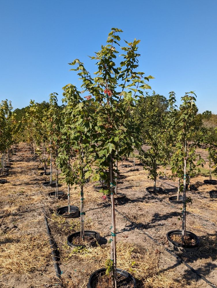 Chestnut Hill Nursery