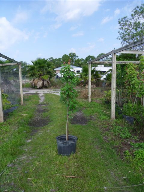 acer-rubrum-red-maple-rufacer-rubrum