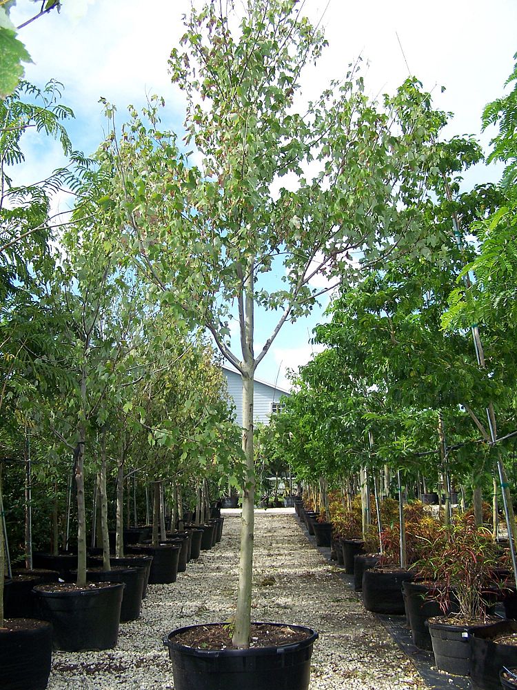 acer-rubrum-red-maple-rufacer-rubrum