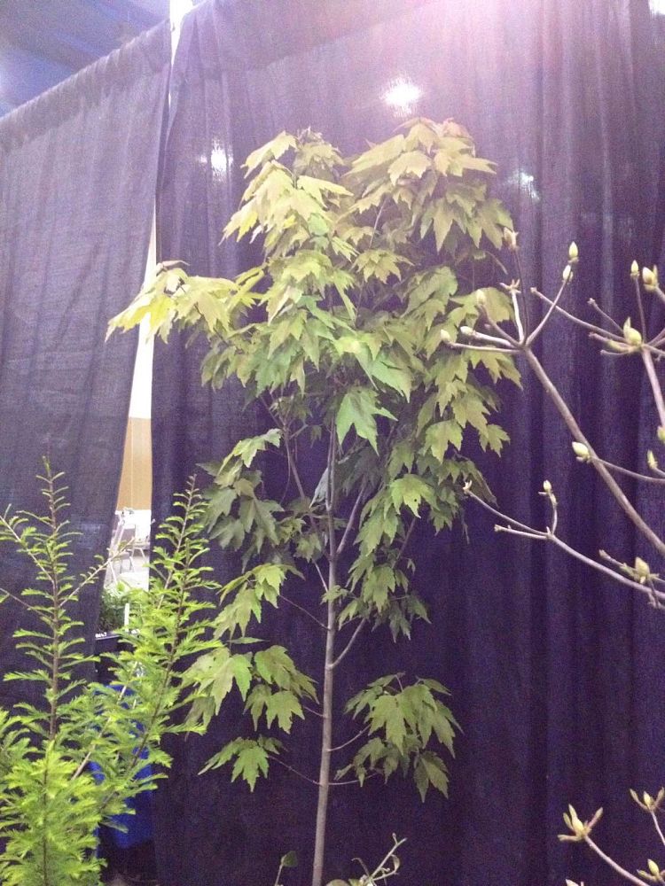 acer-rubrum-red-maple-rufacer-rubrum