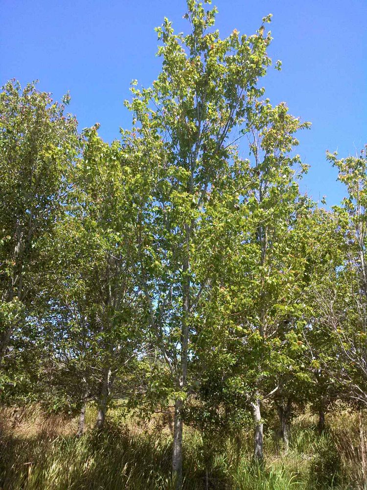 acer-rubrum-red-maple-rufacer-rubrum