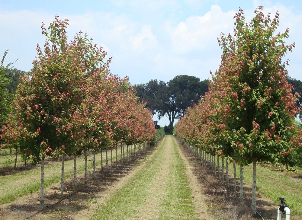 acer-rubrum-red-maple-rufacer-rubrum