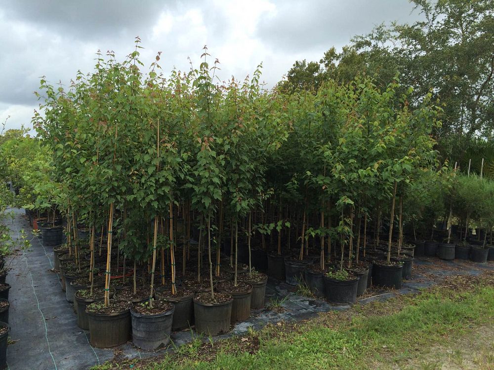 acer-rubrum-red-maple-rufacer-rubrum