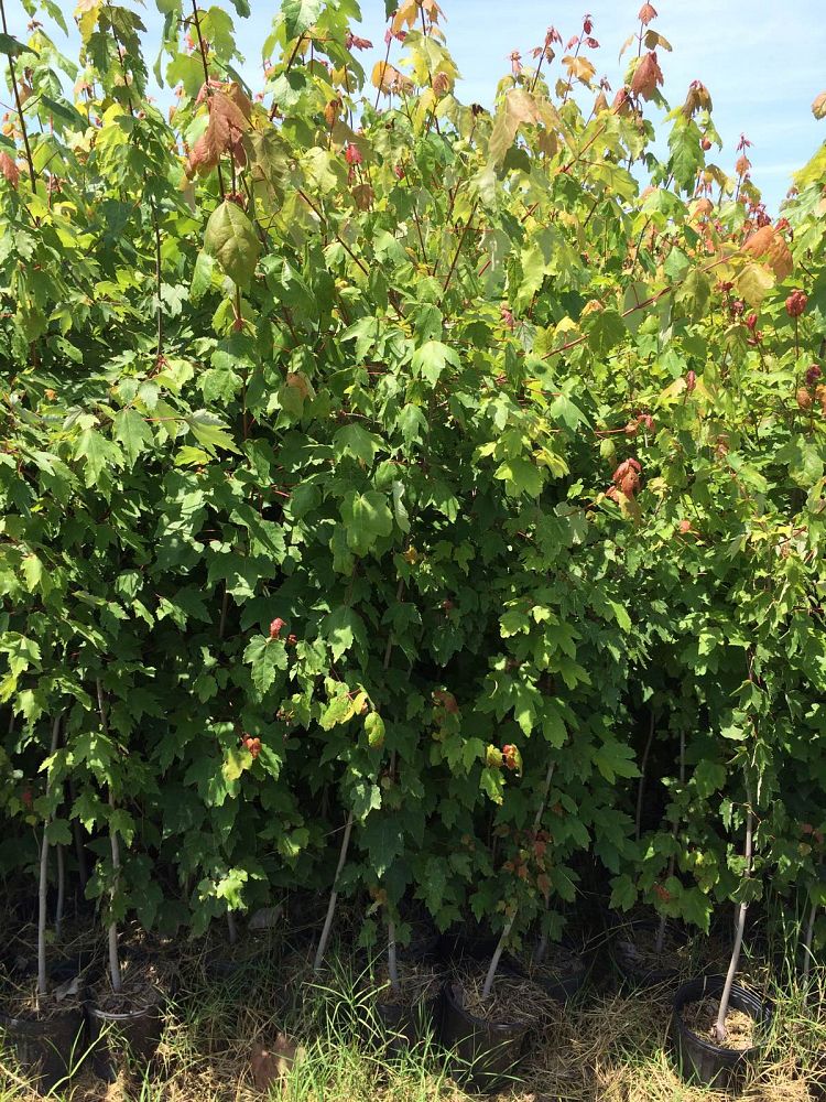 acer-rubrum-red-maple-rufacer-rubrum
