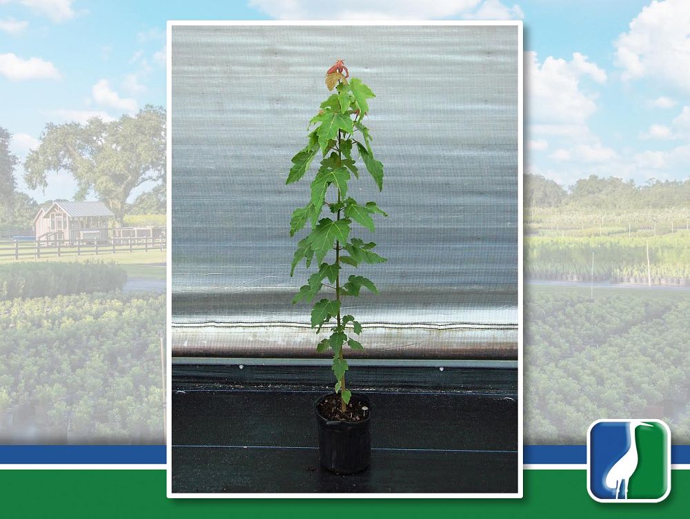 acer-rubrum-red-maple-rufacer-rubrum