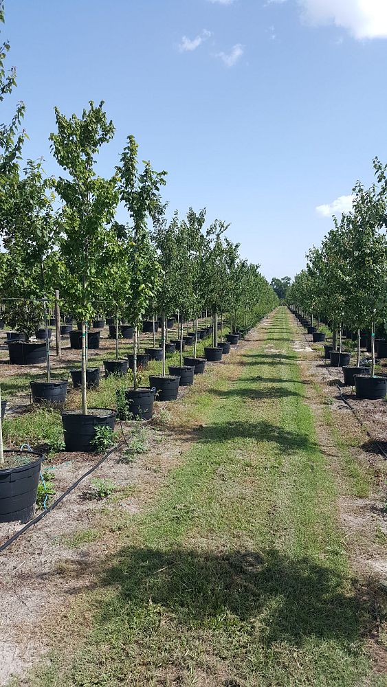 acer-rubrum-red-maple-rufacer-rubrum
