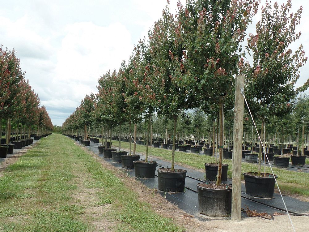 acer-rubrum-red-maple-rufacer-rubrum