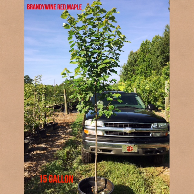 acer-rubrum-red-maple-rufacer-rubrum