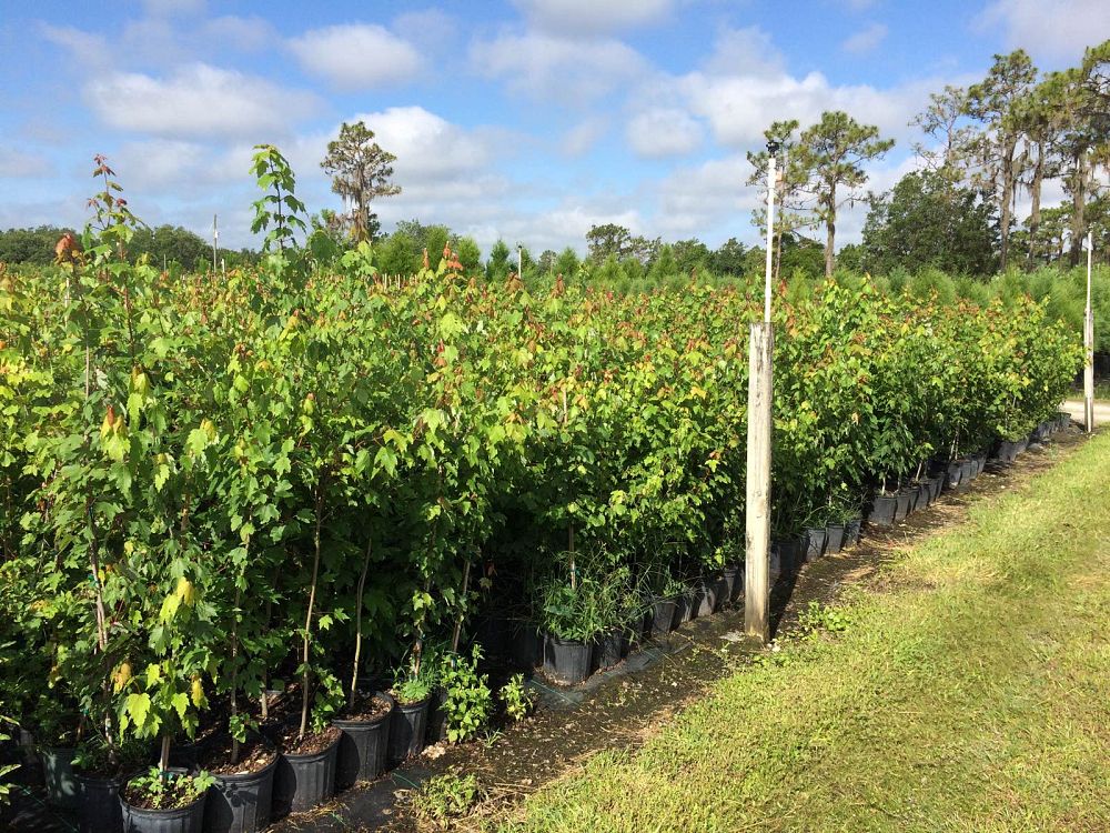 acer-rubrum-red-maple-rufacer-rubrum