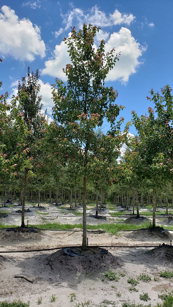 acer-rubrum-red-maple-rufacer-rubrum