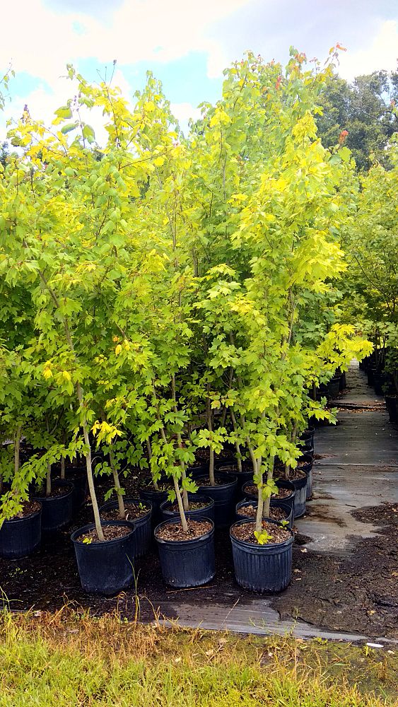 acer-rubrum-red-maple-rufacer-rubrum