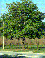acer-rubrum-red-maple-rufacer-rubrum
