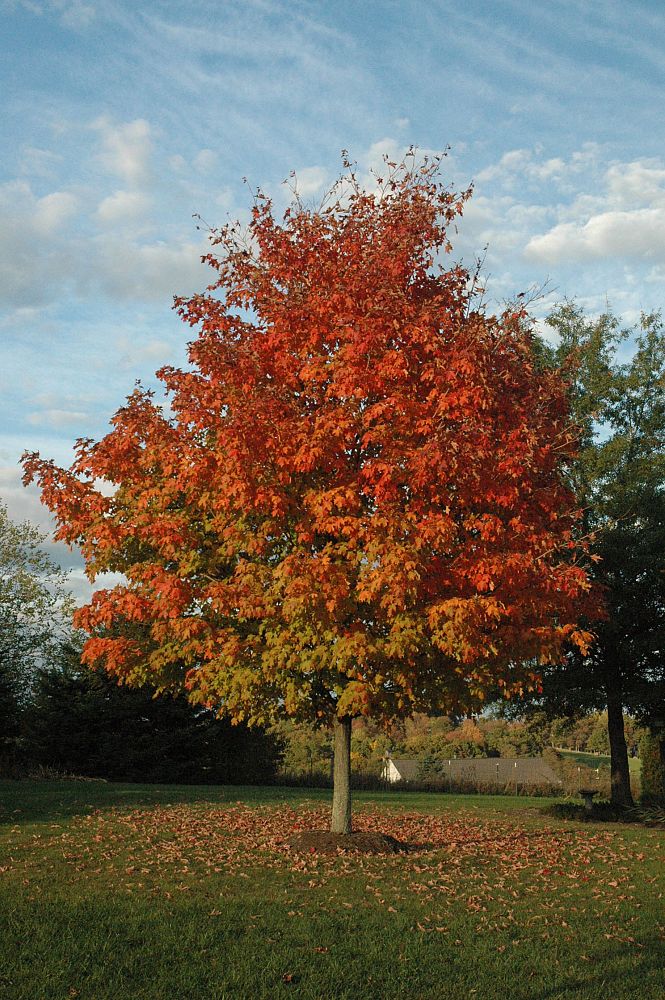 acer-rubrum-red-maple-rufacer-rubrum