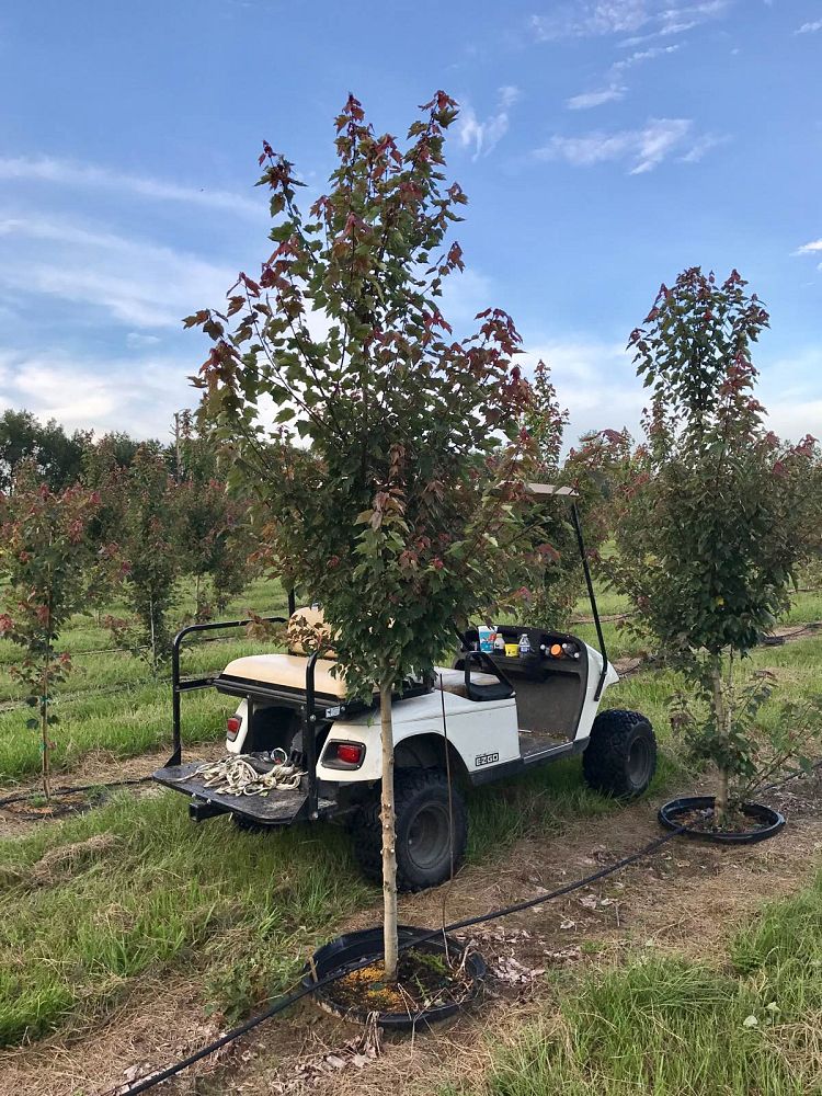 acer-rubrum-red-maple-rufacer-rubrum