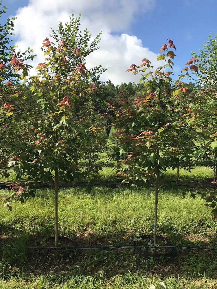 acer-rubrum-red-maple-rufacer-rubrum