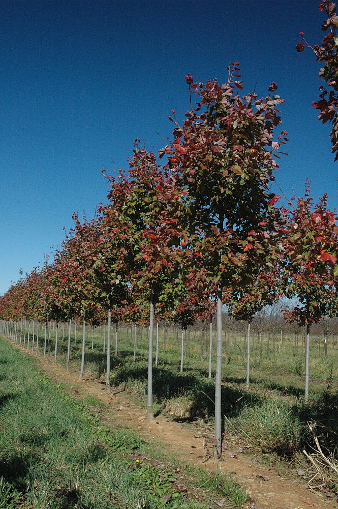 acer-rubrum-red-maple-rufacer-rubrum