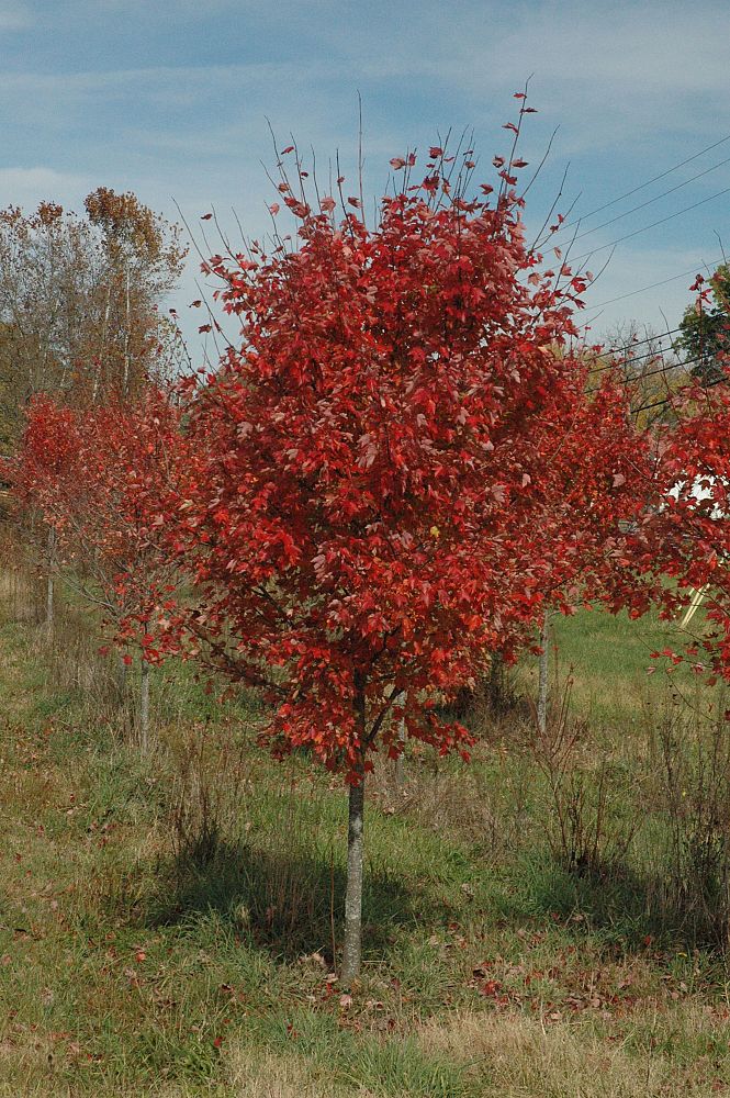 acer-rubrum-red-maple-rufacer-rubrum
