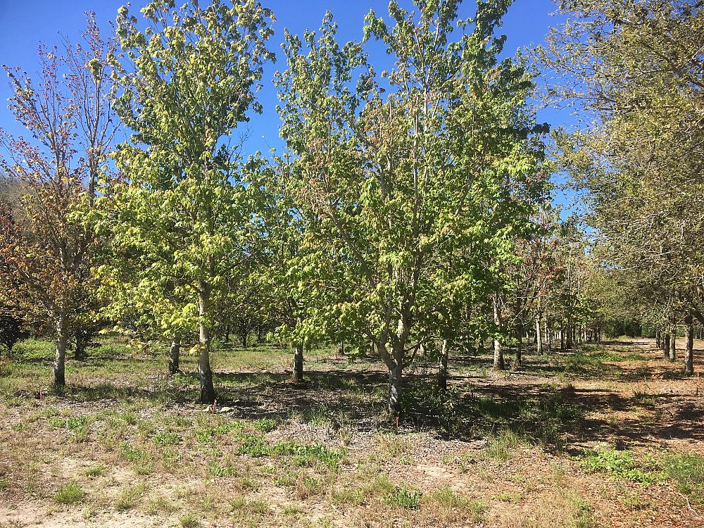 acer-rubrum-red-maple-rufacer-rubrum