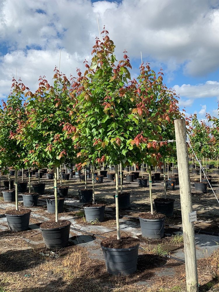 acer-rubrum-red-maple-rufacer-rubrum